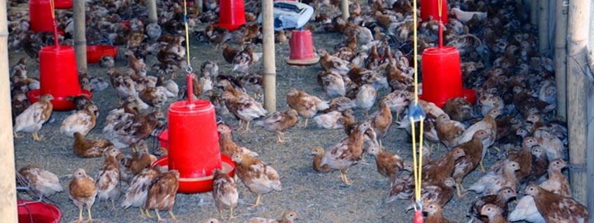 poultry-farm